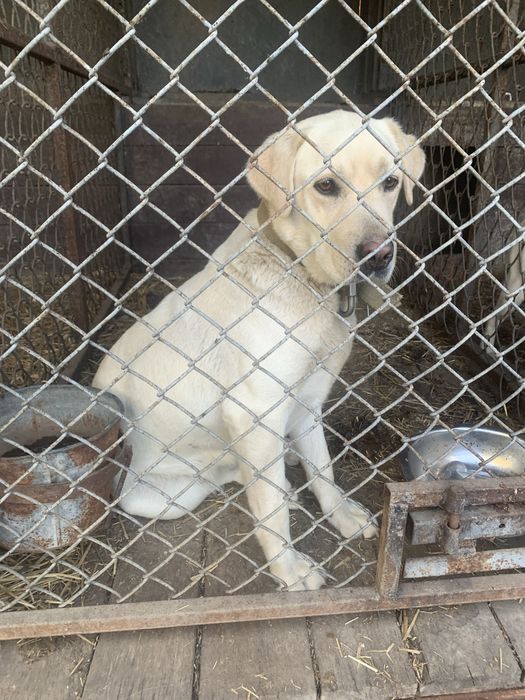 Продам дівчинку Лабрадора