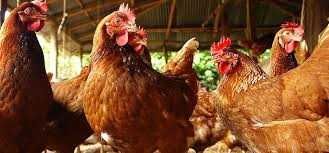 KURY ! NIOSKI zdrowe od hodowcy MESSA Rossa Leghorn ! ZAPRASZAM