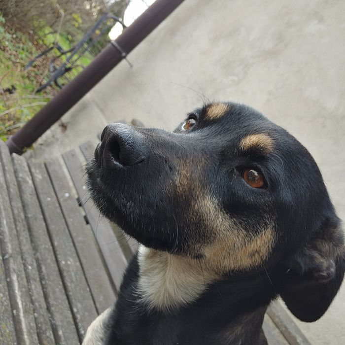 znaleziono psa w okolicach cukrowni