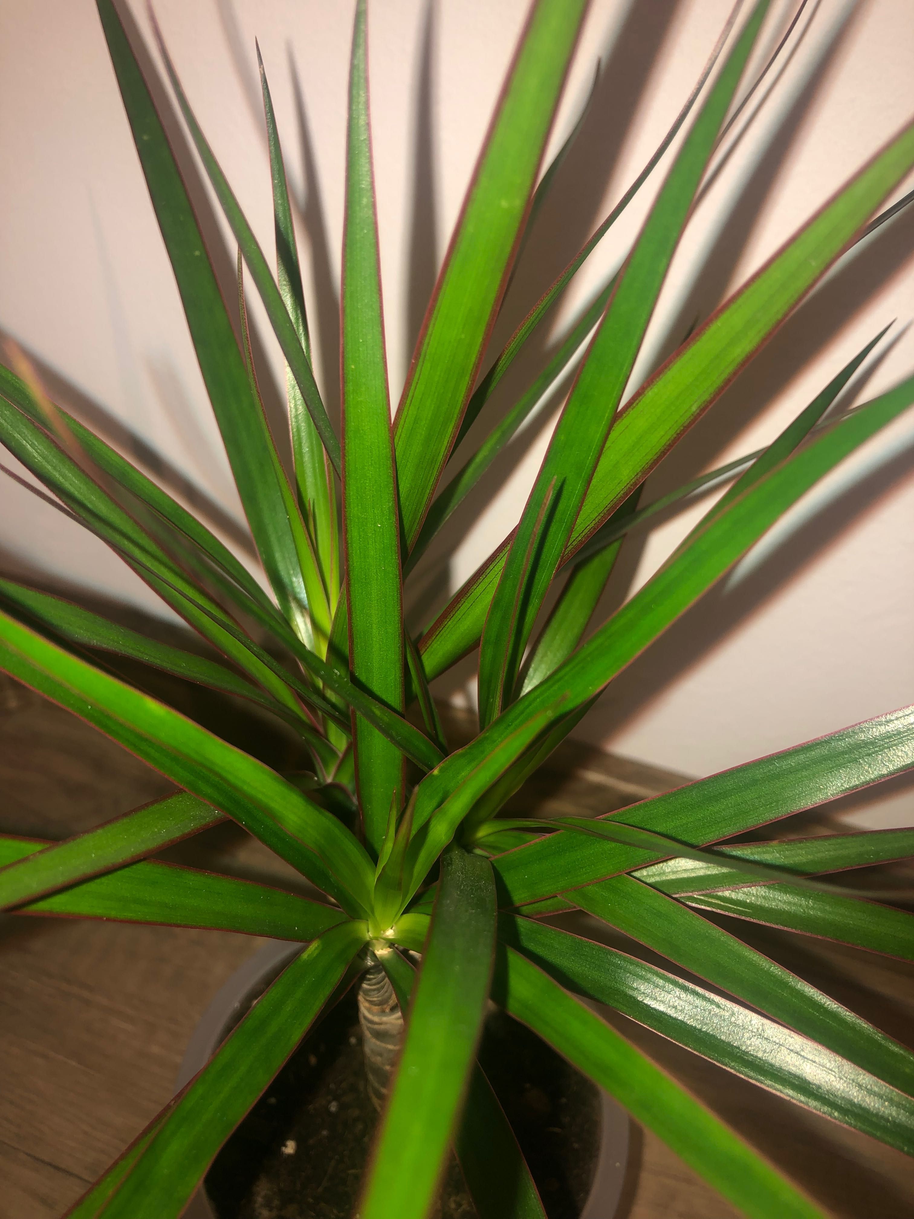 Dracena, kwiat doniczkowy