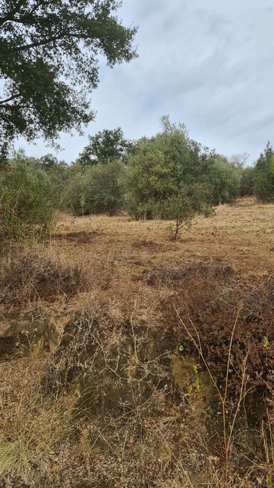 Terreno em valhascos Sardoal