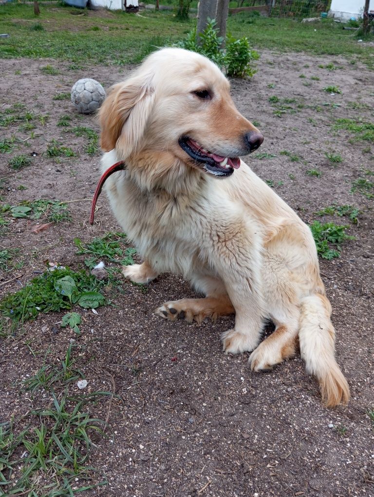 Golden retriever suka dorosła