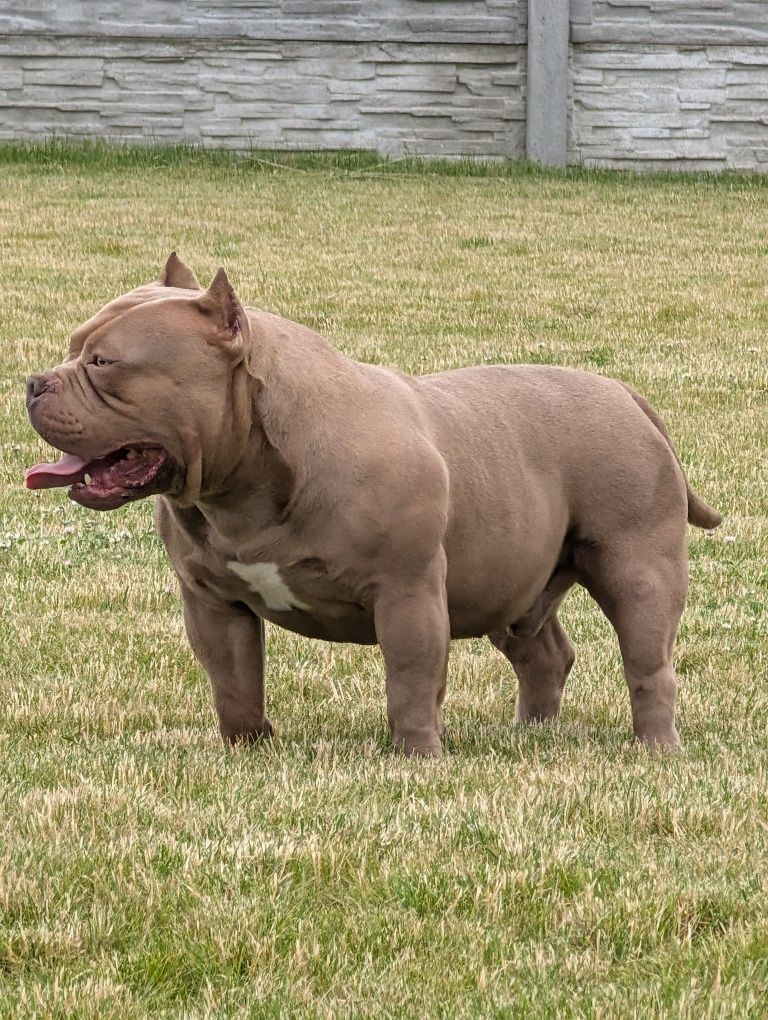 American bully piesek