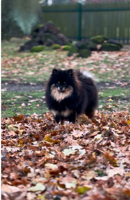 Szpic miniaturowy pomeranian black and tan pieski suczki