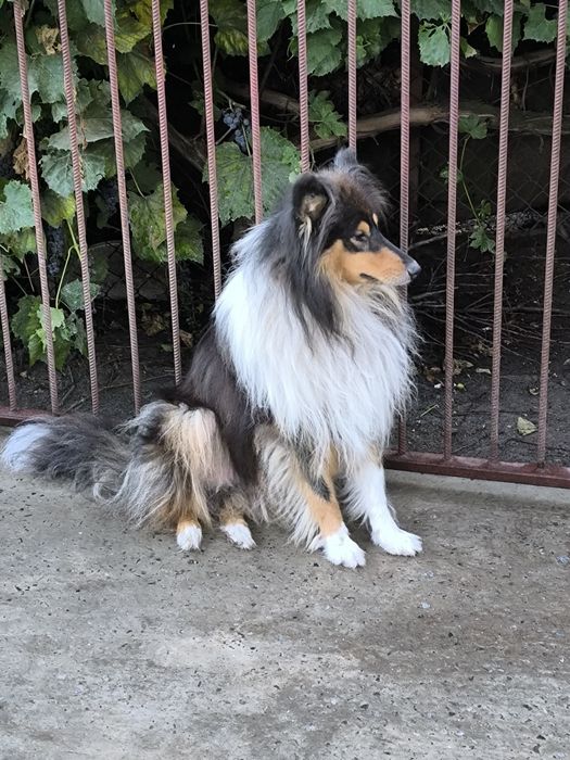 Вязка коллі хлопчик 2 роки.