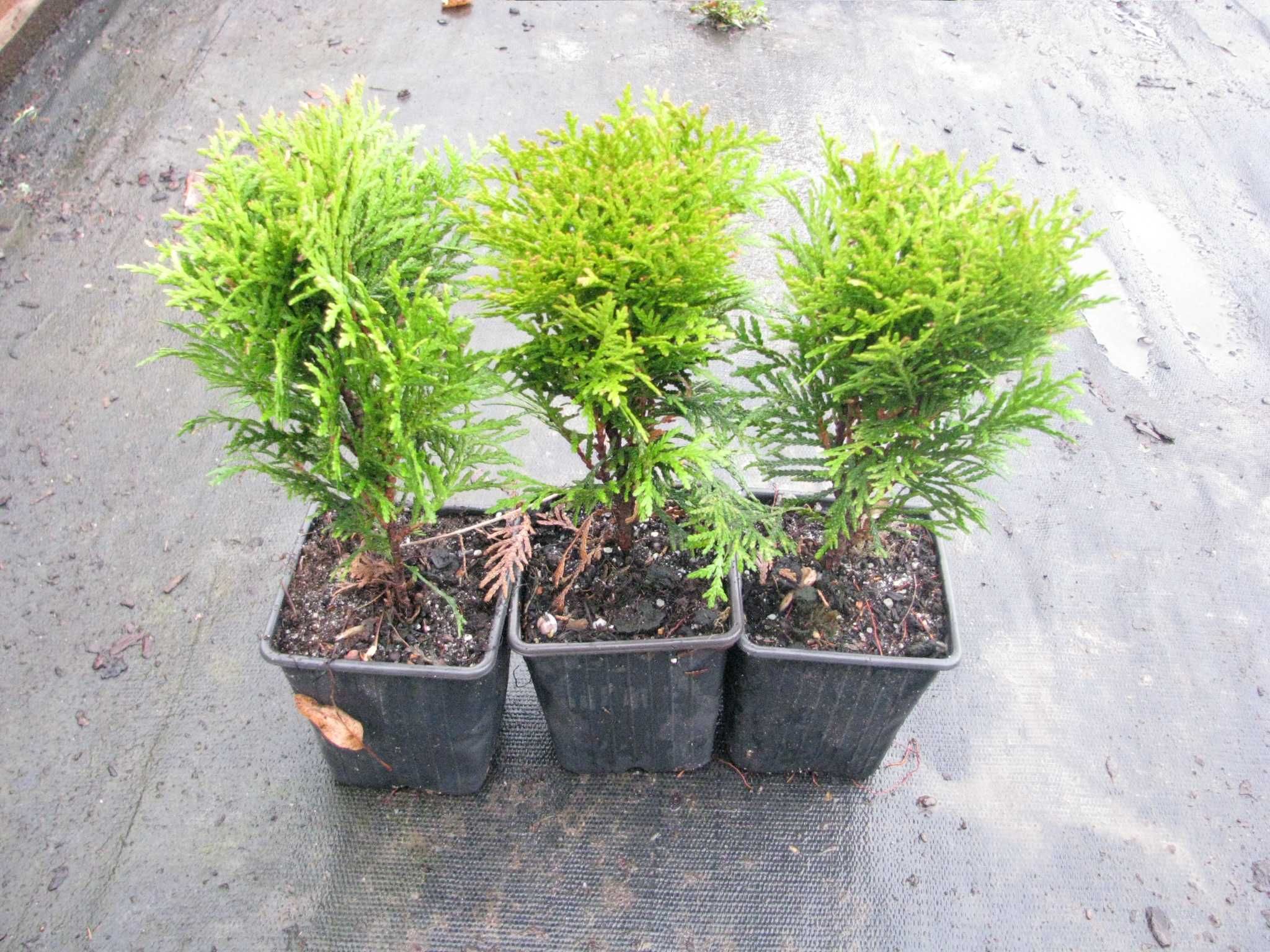 Thuja Tuja Danica , Danica Aurea p-9