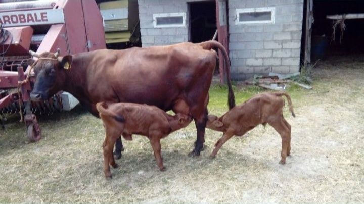 Bydło rasy RP Polska Czerwona