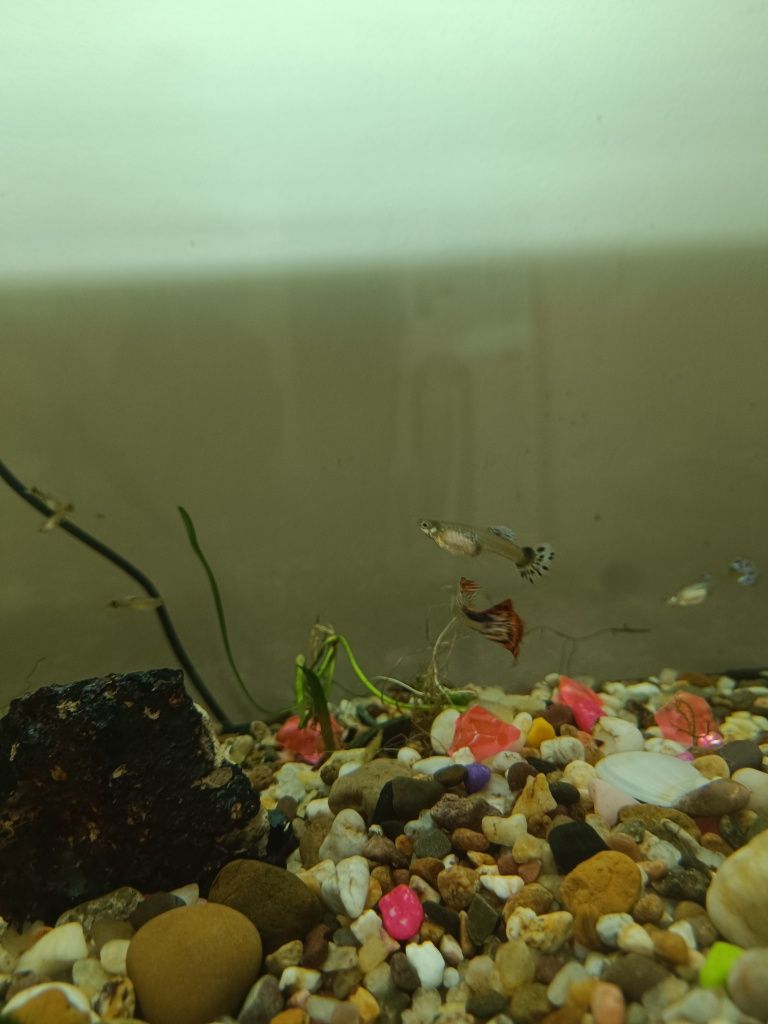 Peixe Guppy dragon