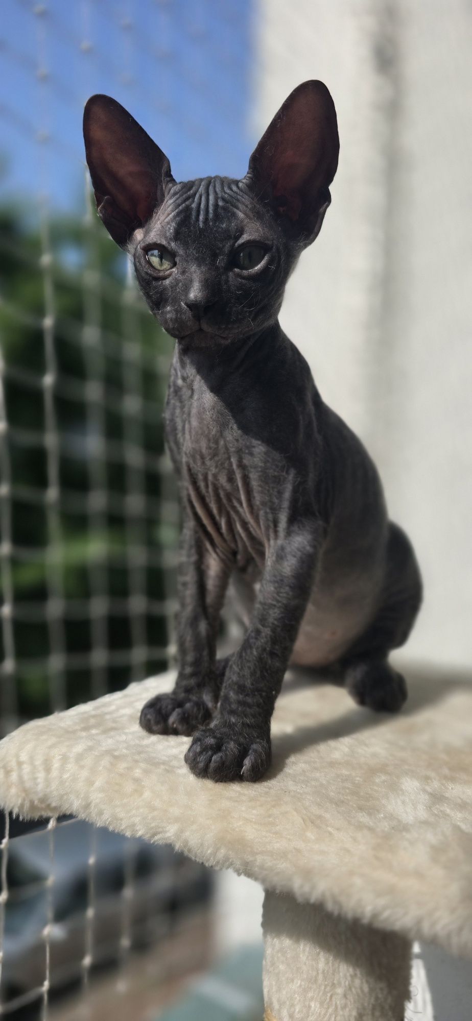 WCF DON Sphynx kotek