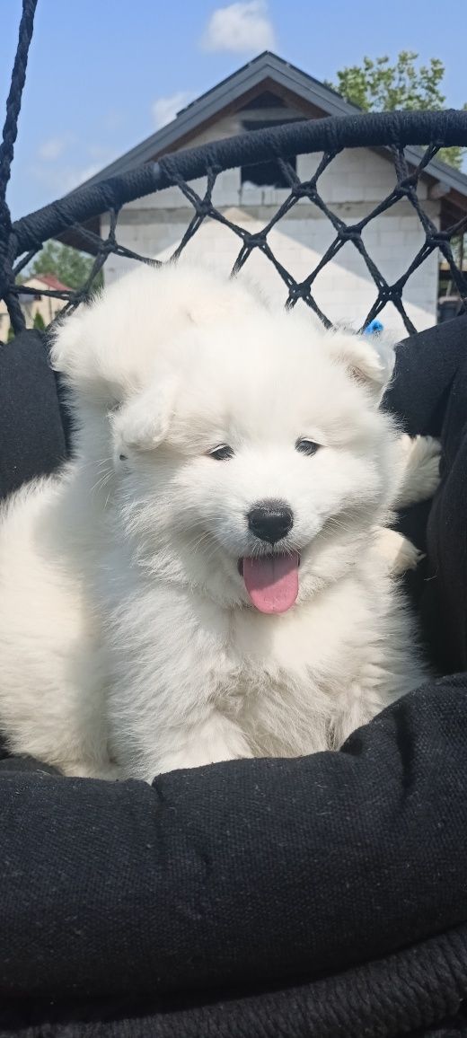 Samoyed gotowy do odbioru