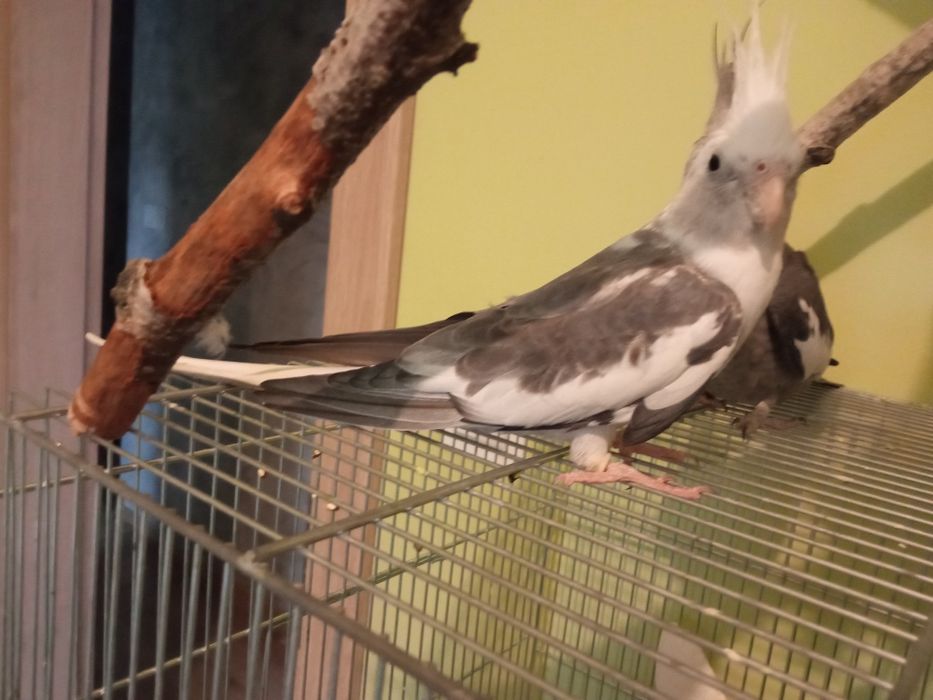 Nimfa samiec częściowo oswojony