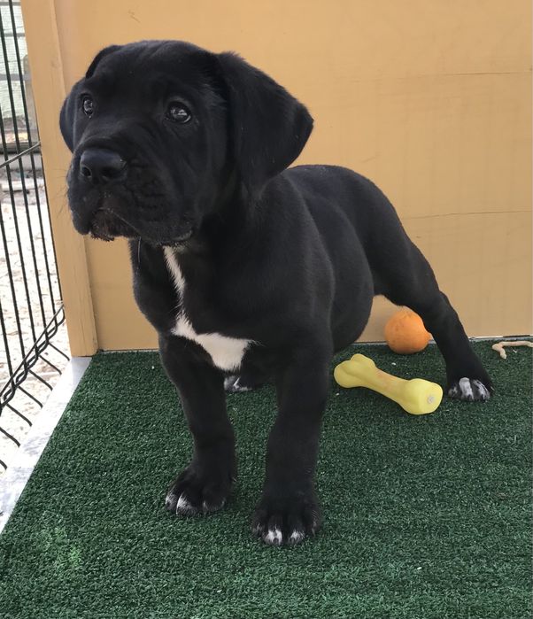 Macho Cane Corso Italiano