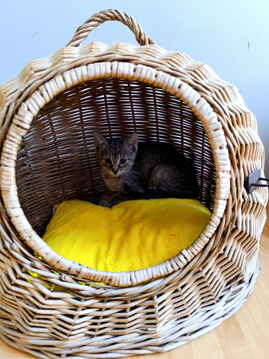Kociątko Lusi do adopcji
