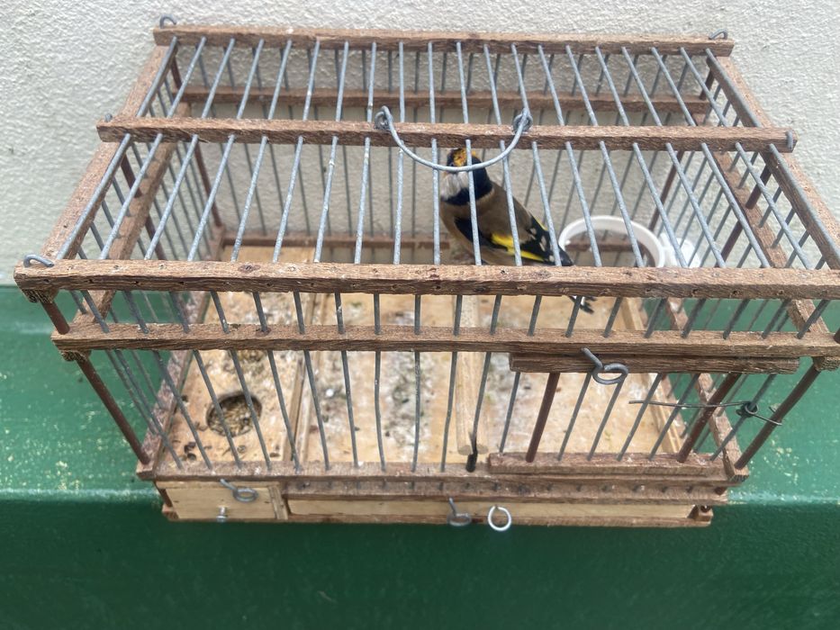 Canarios Pintas Julho Agosto