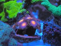 Zoanthus Hawaiian sunset