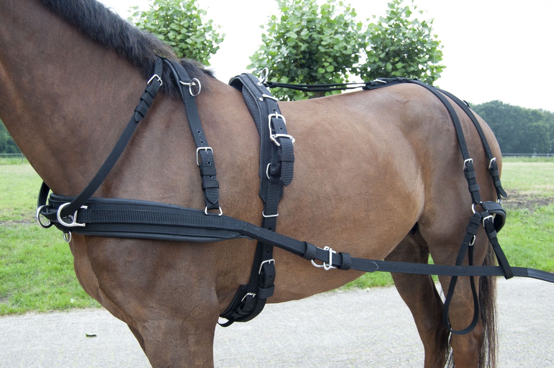 Arreios de Atrelagem "WEBTECH" IDEAL EQUESTRIAN - NOVOS