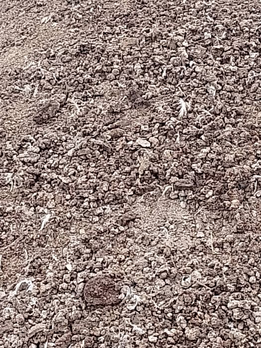 Obornik kurzak bobek