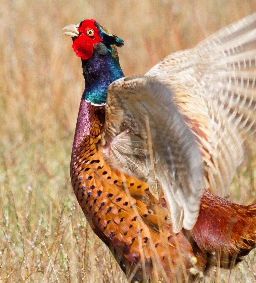 Ovos de faisão coleira