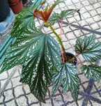 begonia sophi vecile