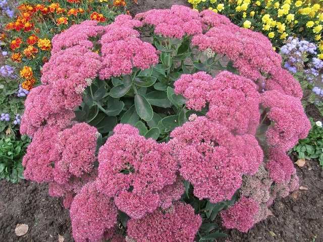 Многолетник- очиток «Бриллиант» рассада кустом