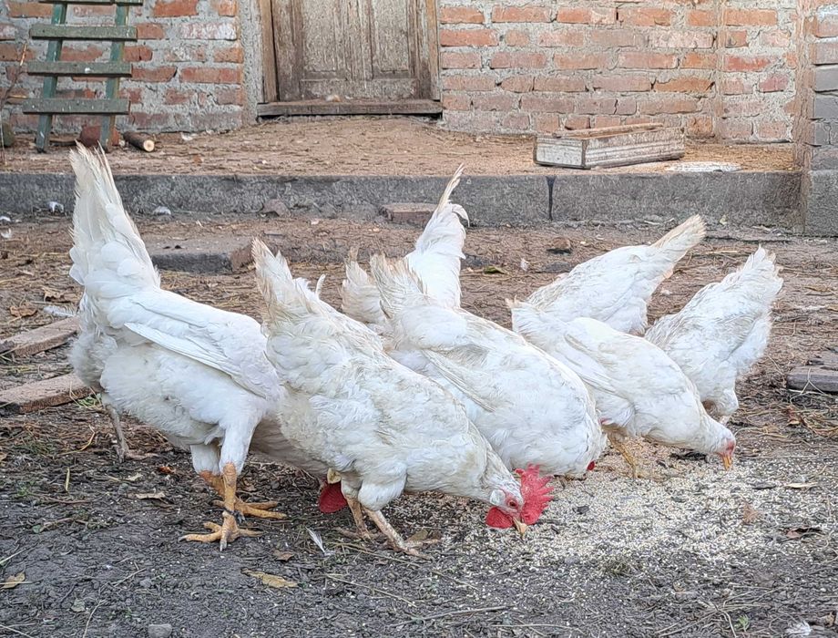 Продам курей ЛЕГОРН