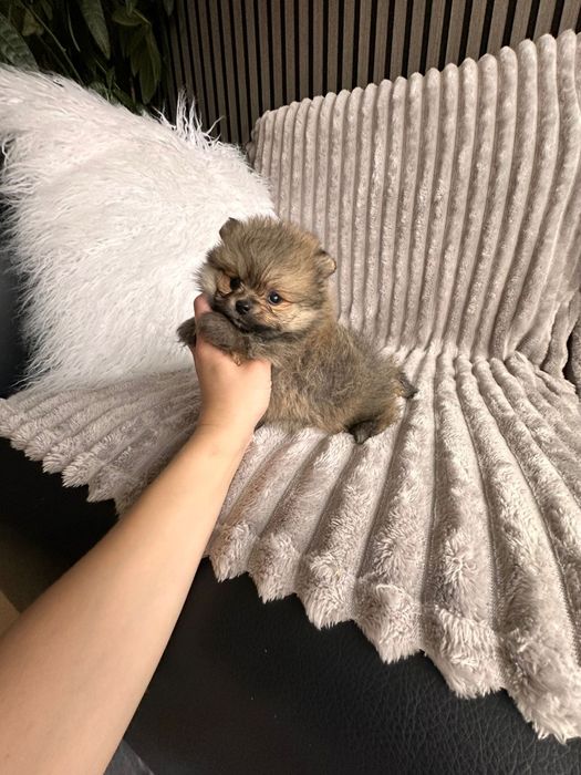 Spitz anão. Lulu da Pomerânia Mini.   LOP e Afixo.. Mini. Perfeito!