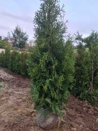 Arbusto-de-cedro Thuja Decorativa  Planta de Cebe