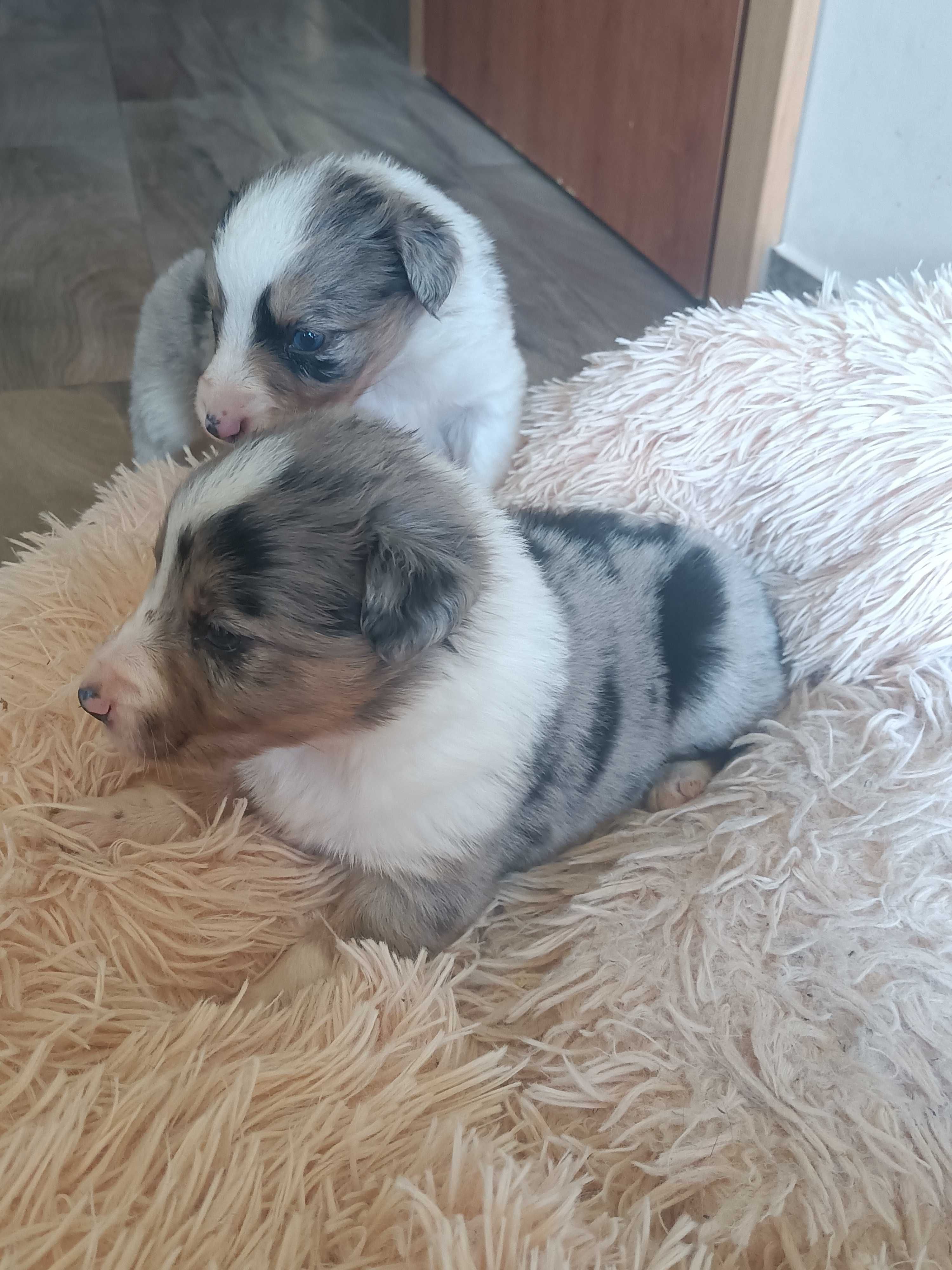 Border Collie  BLU Merle TRI Color