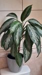 Kwiat doniczkowy Aglaonema silver bay