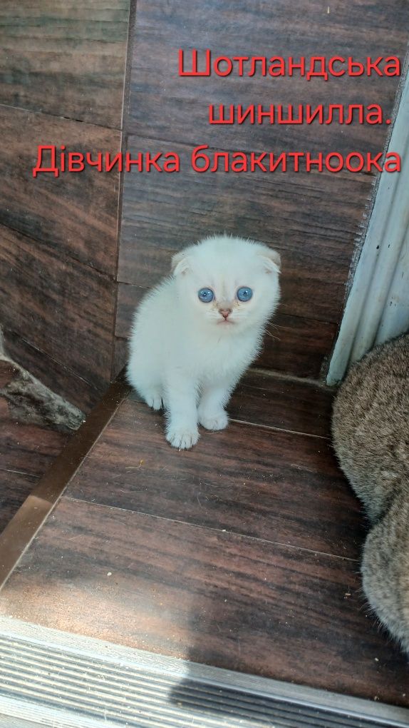 Котодім пропонує шотландців