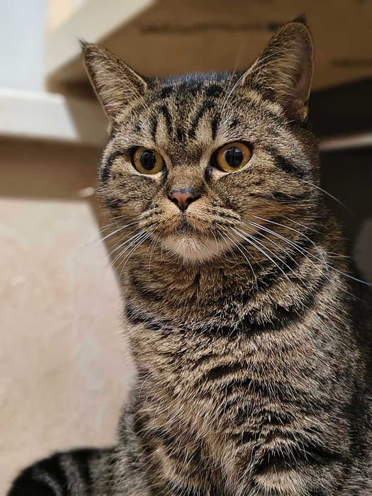 Лагідна британська кішка Юмі в добрі руки