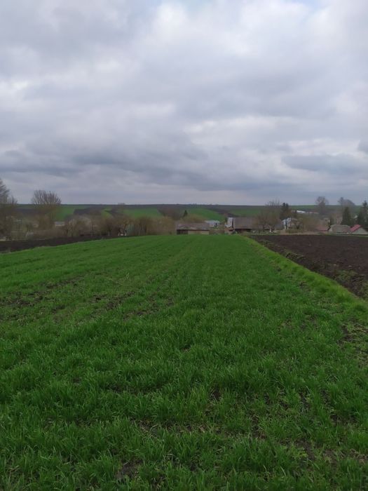 земельна ділятнка