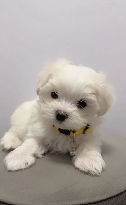 Maltańczyk  Szczeniak