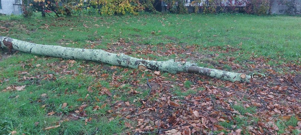 Pau lenha castanheiro