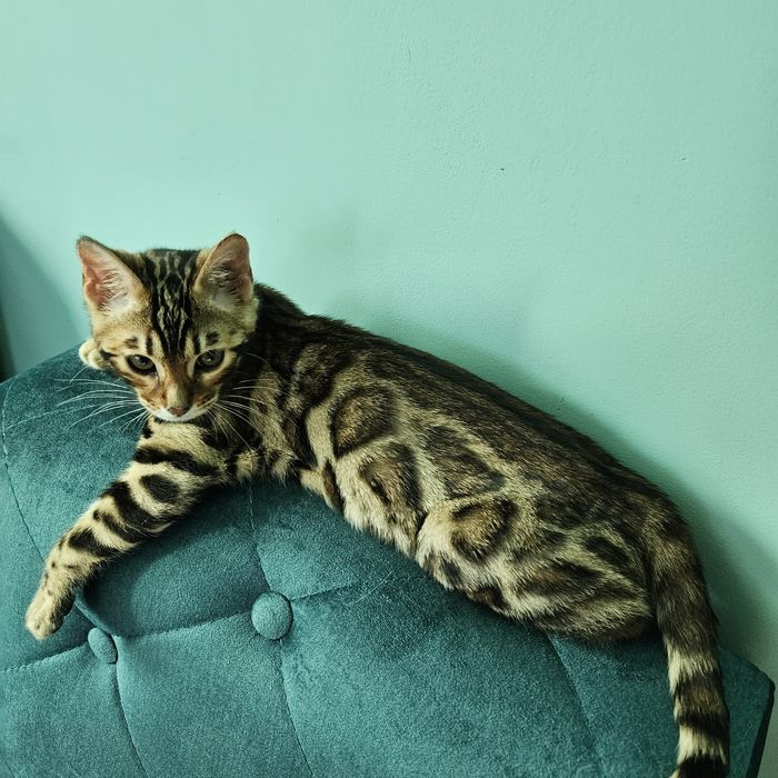 Бенгальські кошенята