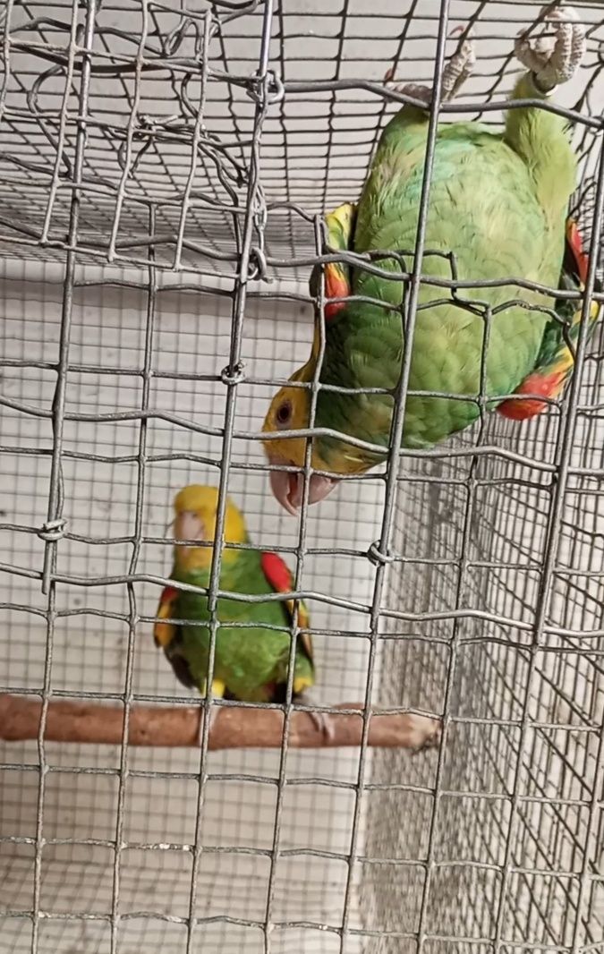 Casal Oratrix magna