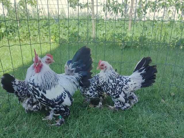 Інкубаційне яйце.(Курчата) Мільфлер фарфоровий,синій, срібло,ізабелла.