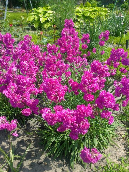 Растения, саженцы: многолетники, суккуленты