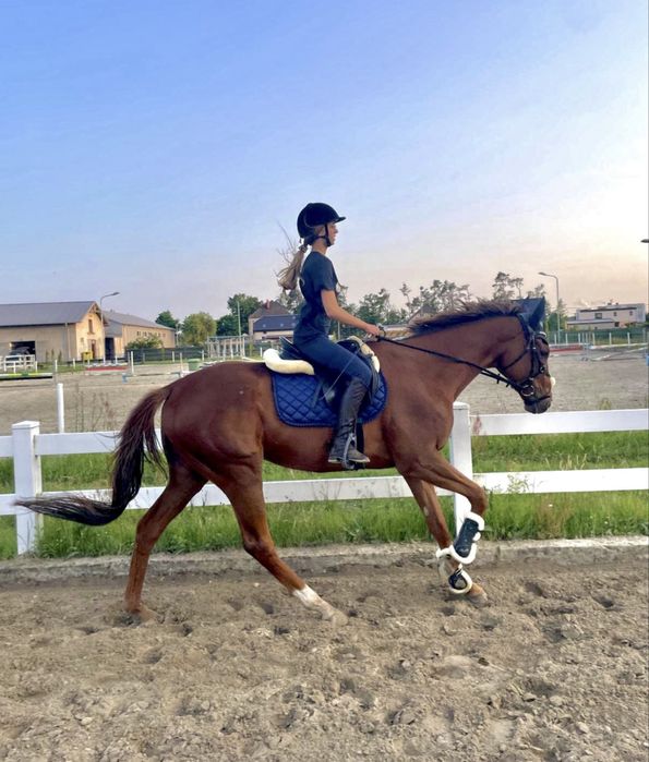 Bezpieczny wałach 6 lat kasztan