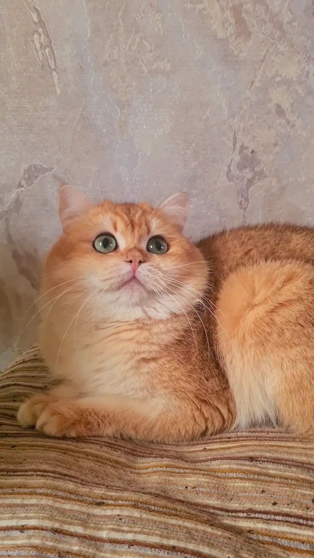 Шикарный молодой котик ny12