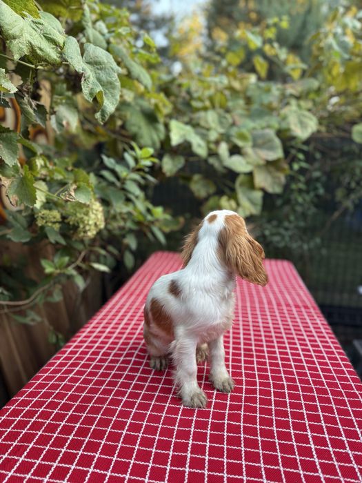 Cavalier King Charles Spaniel blenhiem samiec pies chłopiec biały brąz