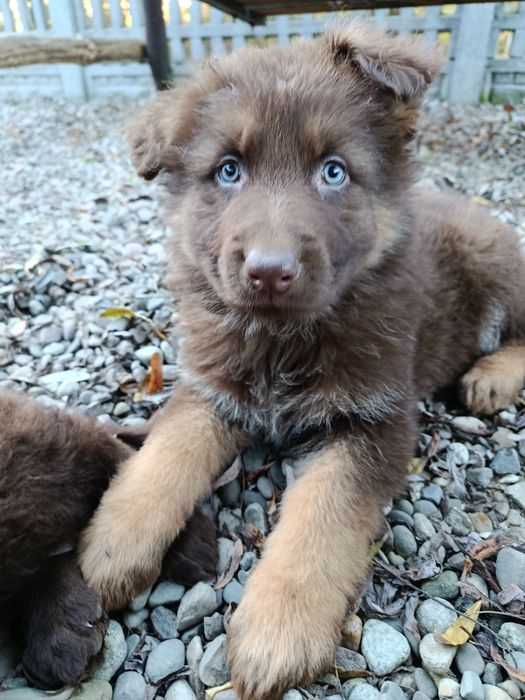 Owczarek Niemiecki Czekoladowy Szczeniak