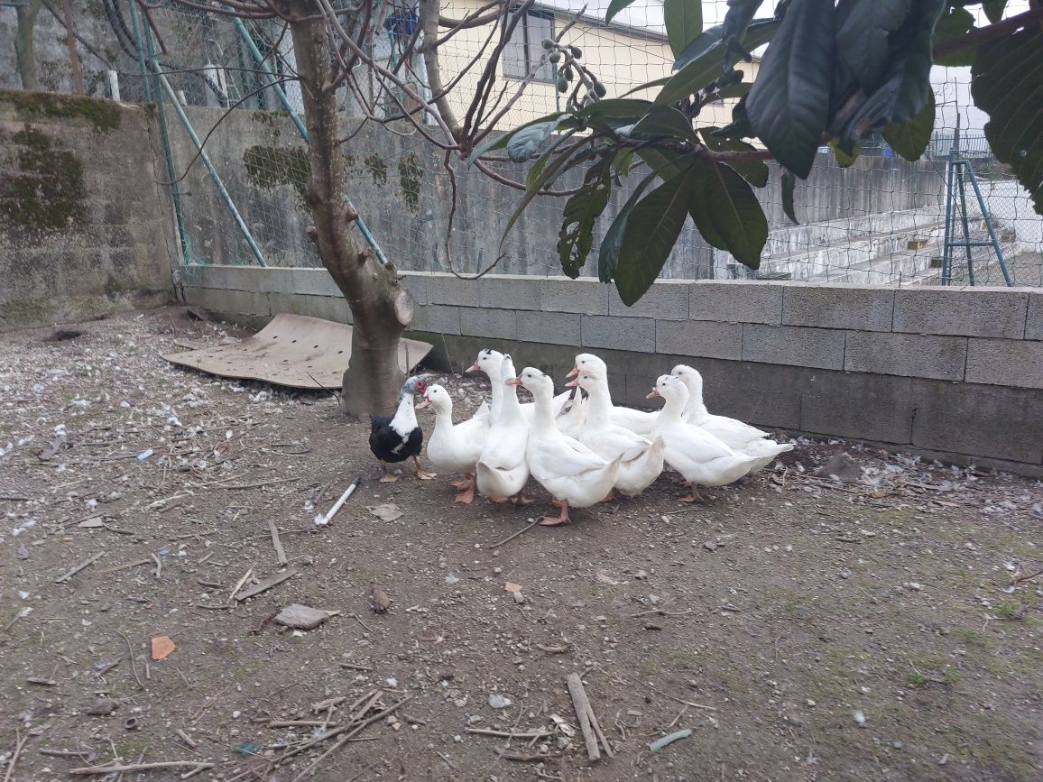 * Gansos e Patos *