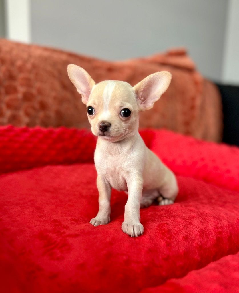 Chihuahua unikatowy mini piesek beżowy