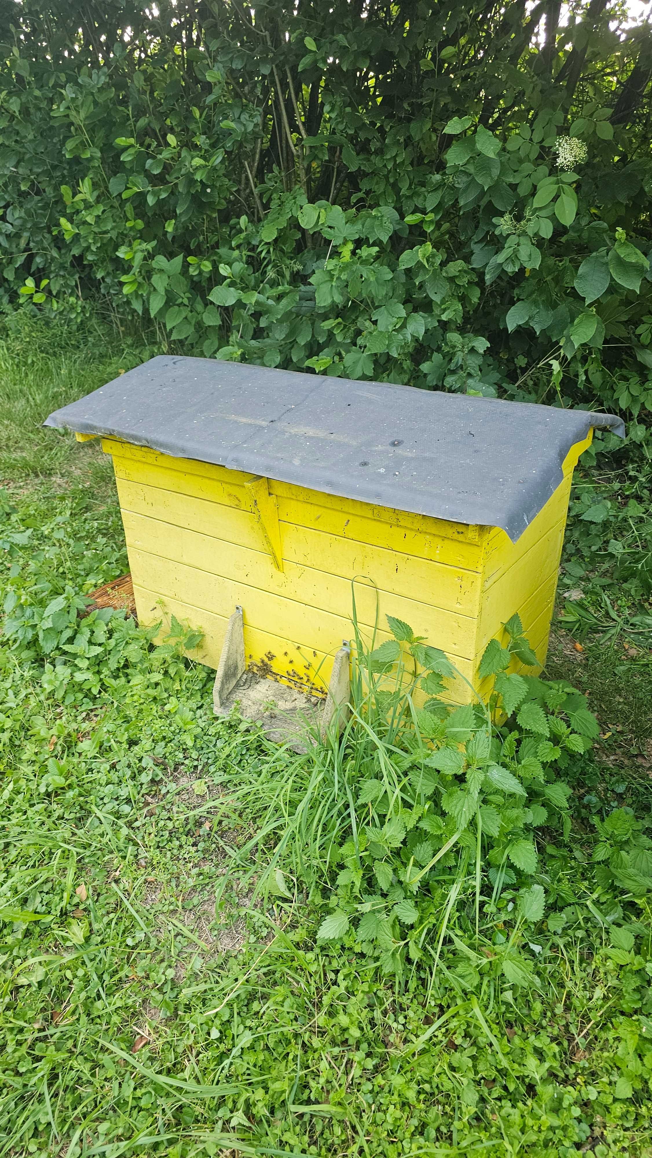 Sprzedam ule z pszczołami