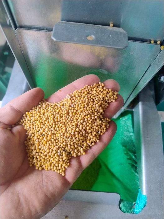 Gorczyca,Wyka,Len oleisty