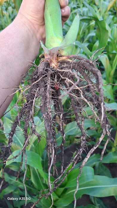 Кукуруза дкс 3972