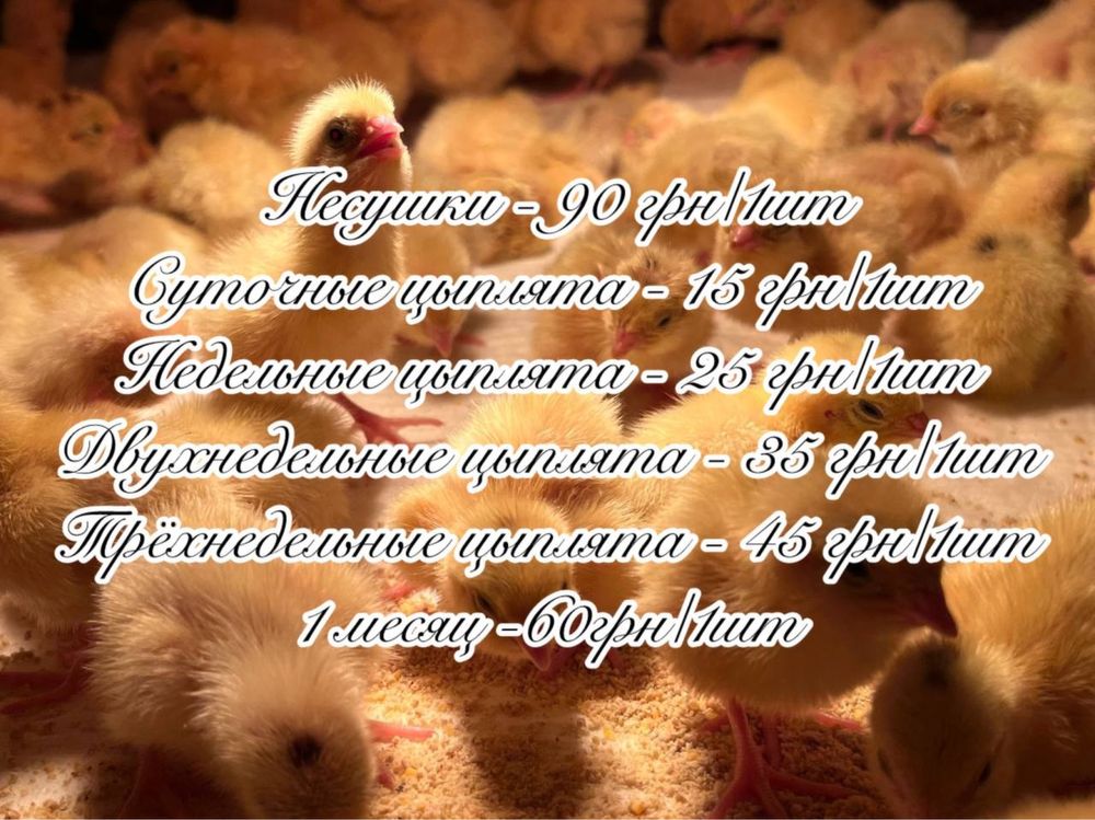 Перепела,мясо,яйца