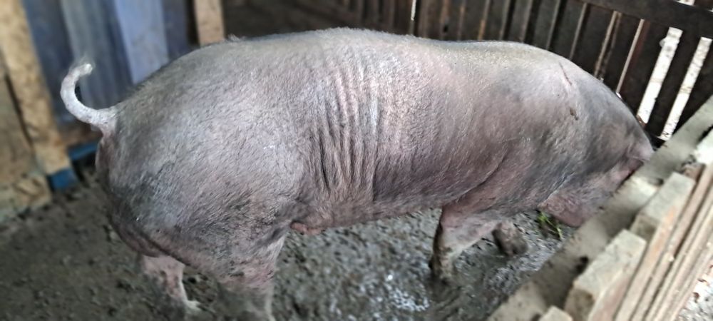 Продам кнура породи дюрок