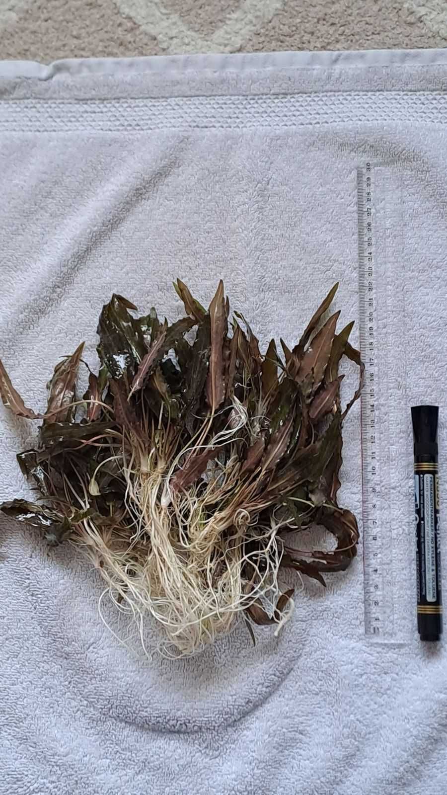 Kryptokoryna Wenditti (Cryptocoryne Wendtii Brown]